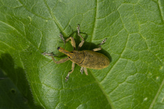 Lixus pulverulentus