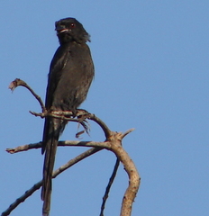 Dicrurus macrocercus