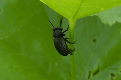 Meloe tuccius
