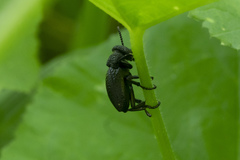 Meloe tuccius