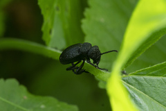 Meloe tuccius