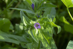 Echium plantagineum