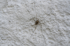 Metaphalangium cirtanum