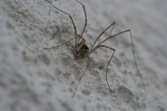 Metaphalangium cirtanum