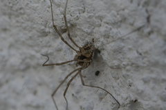 Metaphalangium cirtanum