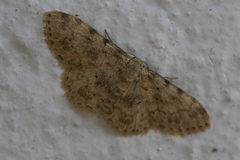 Scopula luridata