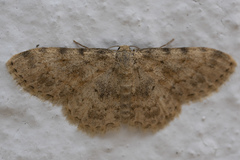 Scopula luridata