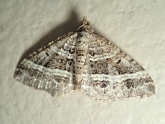 Chrysolarentia subrectaria