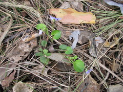 Viola rupestris