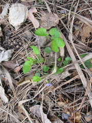 Viola rupestris