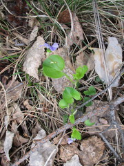 Viola rupestris