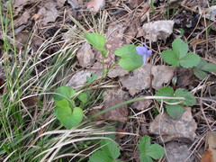 Viola rupestris