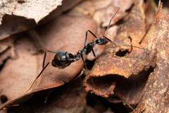 Leptomyrmex mjobergi