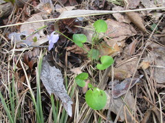 Viola rupestris