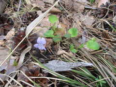 Viola rupestris
