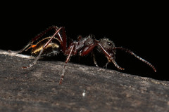 Dolichoderus extensispinus