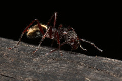 Dolichoderus extensispinus