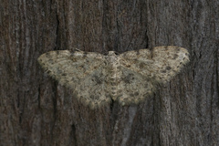 Scopula luridata