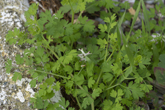 Fumaria judaica judaica