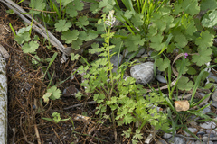 Fumaria judaica judaica