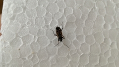 Rhyparochromus