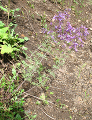Teucrium orientale