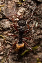 Dolichoderus extensispinus