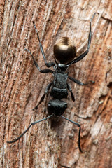 Polyrhachis erato