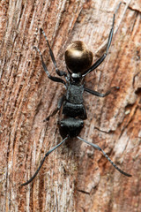 Polyrhachis erato