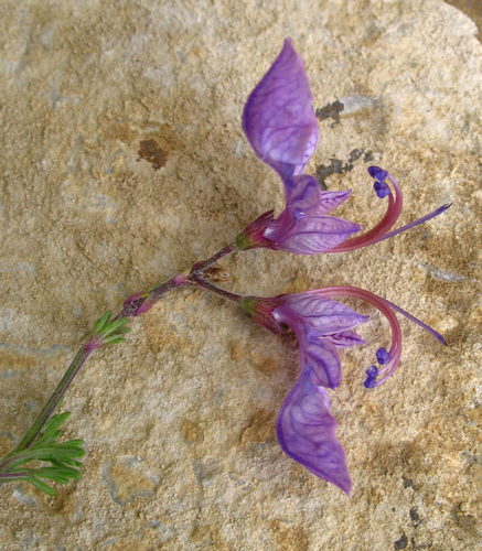 Teucrium orientale