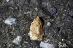 Choristoneura longicellana