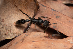 Leptogenys sjostedti