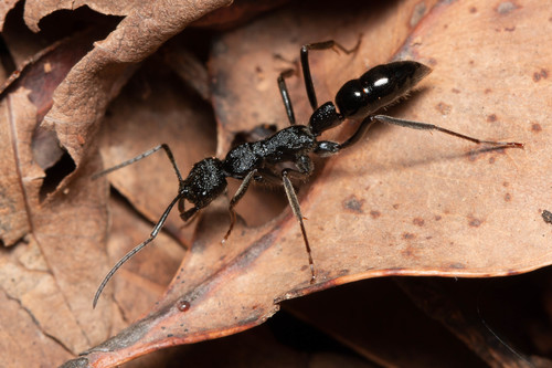 Leptogenys sjostedtiLeptogenys sjostedti