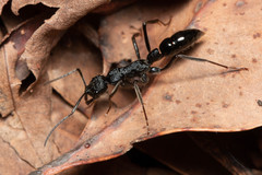Leptogenys sjostedti