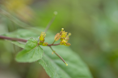 Rorippa indica