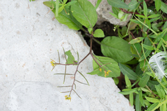 Rorippa indica