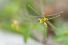 Rorippa indica