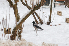 Corvus cornix