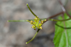 Rorippa indica
