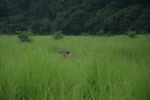 Forest Buffalo