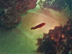 Austrolabrus maculatus