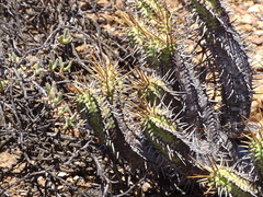 Euphorbia nesemannii