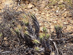 Euphorbia nesemannii