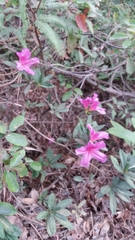 Rhododendron pulchrum phoeniceum