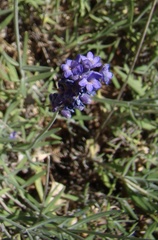 Lavandula angustifolia