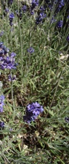 Lavandula angustifolia