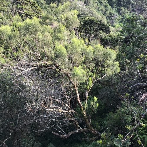 Exocarpos gaudichaudii observed 2021-01-02