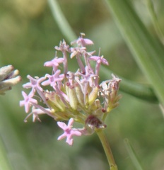 Centranthus angustifolius
