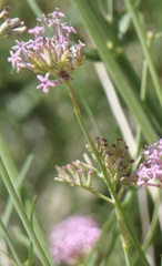 Centranthus angustifolius