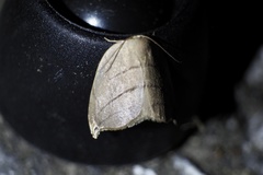 Pseudalbara parvula